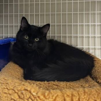 Domestic Short Hair Cats Available for Adoption - Kevin | PetCurious