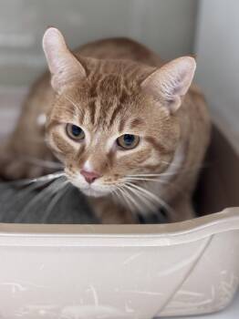 Domestic Short Hair Cats Available for Adoption - Rubik