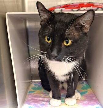 Domestic Medium Hair and Domestic Short Hair Cats Available for Adoption - SOCCS | PetCurious