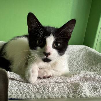 Chin Chin -  Domestic Short Hair Cat for Adoption in Brimfield, Massachusetts - Chin Chin | PetCurious