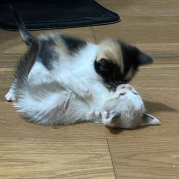 Alani -  Domestic Short Hair Cat for Adoption in Houston, Texas - Alani | PetCurious