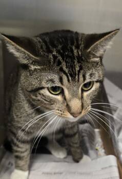 Rescue Domestic Short Hair Cats for Adoption in Houston, Texas - Henry | PetCurious