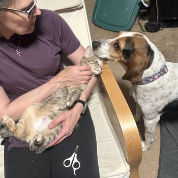 Domestic Short Hair Cats Available for Adoption in Springboro, Ohio - Izzy | PetCurious