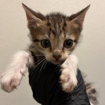 Claussen -  Domestic Short Hair Cat for Adoption in Charlottesville, Virginia - Claussen | PetCurious