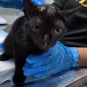 Knit -  Domestic Short Hair Cat for Adoption in Summerville, South Carolina - Knit | PetCurious