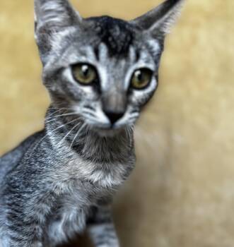Josie -  Domestic Short Hair Cat for Adoption in Liverpool, Texas - Josie | PetCurious