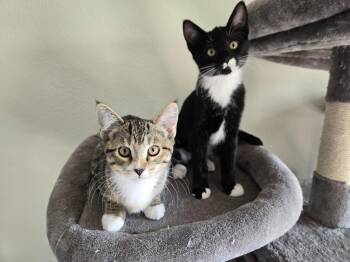 Megatron and Oreo (Bonded Pair) -  Domestic Short Hair Cat for Adoption in Pasco, Washington - Megatron And Oreo (Bonded Pair) | PetCurious