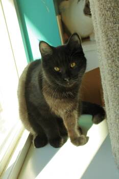 Rescue Bombay and Domestic Short Hair Cats for Adoption in Urbana, Ohio - Locke | PetCurious