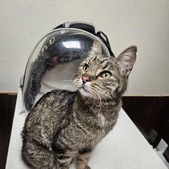 Domestic Short Hair Cats Available for Adoption in Las Vegas, Nevada - Riley Sunshine Cat OS NV | PetCurious