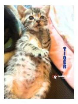 Bedtime Stories:  Tiger -  Domestic Short Hair Cat for Adoption in Council Bluffs, Iowa - Bedtime Stories:  Tiger | PetCurious