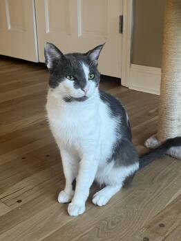 Tyson -  Domestic Short Hair Cat for Adoption in Wheaton, Illinois - Tyson | PetCurious
