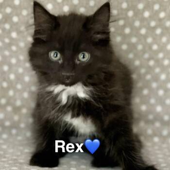 Domestic Medium Hair Cats Available for Adoption in Peachtree City, Georgia - Rex | PetCurious