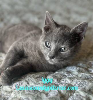 Domestic Short Hair and American Shorthair Cats Available for Adoption in Toledo, Ohio - Iggy | PetCurious