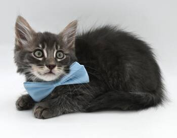 Maine Coon Cats Available for Adoption in Mobile, Alabama - Tommy | PetCurious
