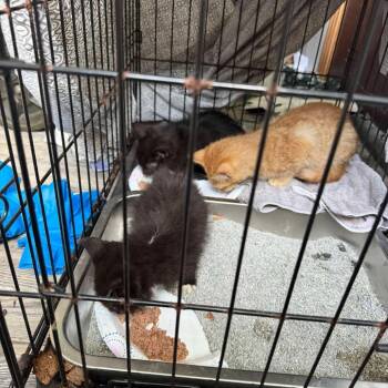 Lazy -  Domestic Short Hair Cat for Adoption in Mt. Juliet, Tennessee - Lazy | PetCurious