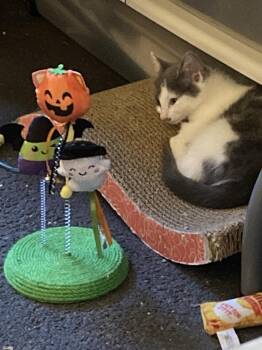 Erica -  Domestic Short Hair Cat for Adoption in Duxbury, Massachusetts - Erica | PetCurious