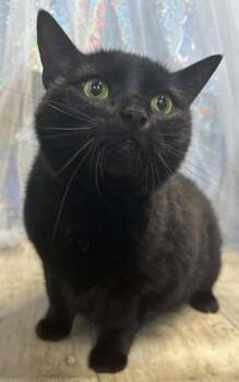 Daisy -  Domestic Short Hair Cat for Adoption in Shreveport, Louisiana - Daisy | PetCurious