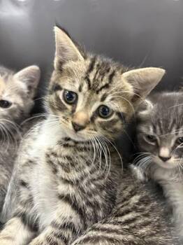 If-18 -  Domestic Short Hair Cat for Adoption in Lawrenceville, Georgia - If-18 | PetCurious