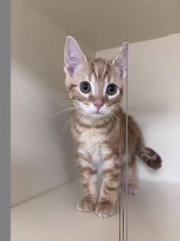 Junior -  Domestic Short Hair Cat for Adoption in Lancaster, Pennsylvania - Junior | PetCurious