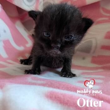 Rescue Domestic Short Hair Cats for Adoption in Council Bluffs, Iowa - Mustelids Litter: Otter | PetCurious