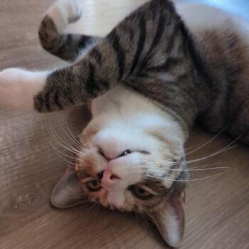 Hudson *Courtesy Post* -  Domestic Short Hair Cat for Adoption in Orlando, Florida - Hudson *Courtesy Post* | PetCurious