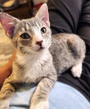 Barlie -  Tabby Cat for Adoption in Fort Myers, Florida - Barlie | PetCurious