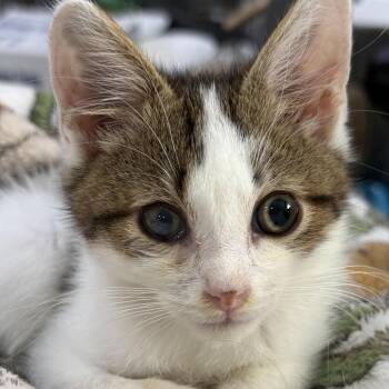 Apawllo C11982 -  American Shorthair Cat for Adoption - Apawllo C11982 | PetCurious