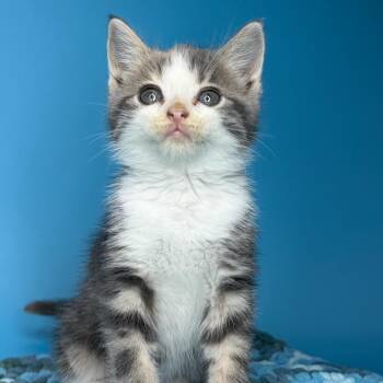 Silver Dollar -  Domestic Short Hair Cat for Adoption in San Antonio, Texas - Silver Dollar | PetCurious