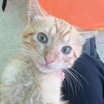 Wiz Khalifa -  Domestic Short Hair Cat for Adoption in Taos, New Mexico - Wiz Khalifa | PetCurious
