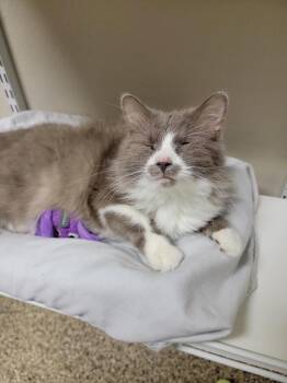 Ivan -  Domestic Long Hair Cat for Adoption in Fremont, Ohio - Ivan | PetCurious