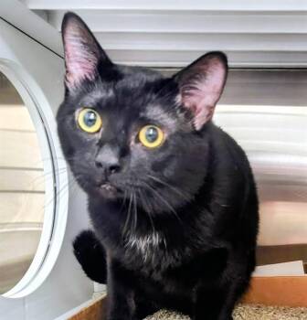 GONGER -  Domestic Short Hair Cat for Adoption in St. Louis, Missouri - GONGER | PetCurious