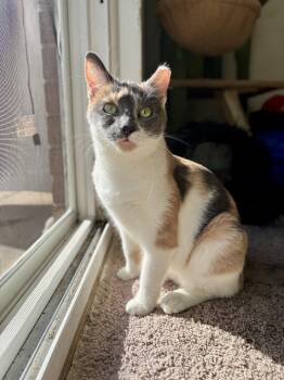 Rescue Domestic Short Hair Cats for Adoption in Richmond, Virginia - Peanut | PetCurious