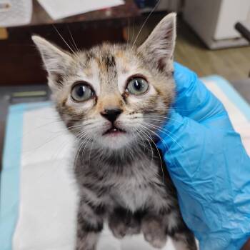 Blossom -  Domestic Short Hair Cat for Adoption in Summerville, South Carolina - Blossom | PetCurious