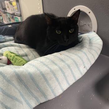 Domestic Short Hair Cats Available for Adoption in Hammond, Indiana - Bob | PetCurious