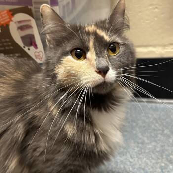 Sky -  Domestic Medium Hair Cat for Adoption in Clifton, New Jersey - Sky | PetCurious