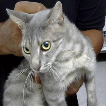 Cora -  Domestic Short Hair Cat for Adoption in Houston, Texas - Cora | PetCurious