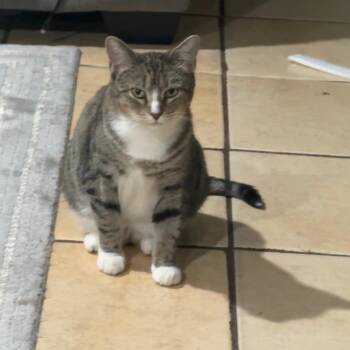 Lilly -  Domestic Short Hair Cat for Adoption in Reisterstown, Maryland - Lilly | PetCurious
