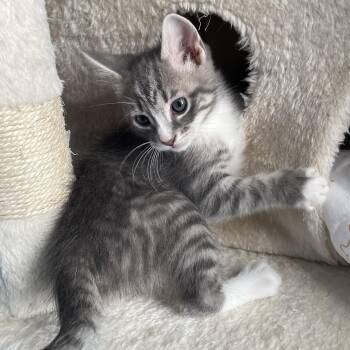 Domestic Short Hair and Tabby Cats Available for Adoption - Avery | PetCurious