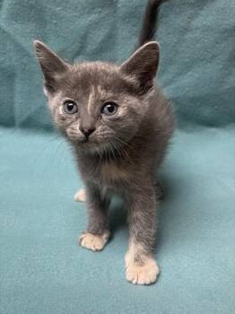 Sadness -  Domestic Short Hair Cat for Adoption in San Antonio, Texas - Sadness | PetCurious