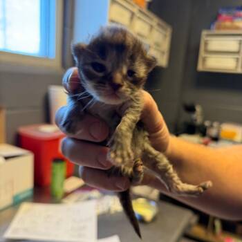Domestic Short Hair Cats Available for Adoption in Tuscaloosa, Alabama - TUSC-Stray-84226_2_3 | PetCurious