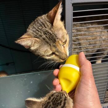 Dingo -  Domestic Short Hair Cat for Adoption in Greenfield, Indiana - Dingo | PetCurious