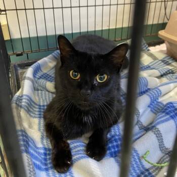 Cassie #21-476 -  Domestic Short Hair Cat for Adoption in Branford, Connecticut - Cassie #21-476 | PetCurious