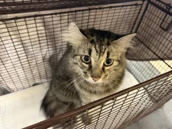 JAY JAY -  Domestic Medium Hair Cat for Adoption in Doral, Florida - JAY JAY | PetCurious