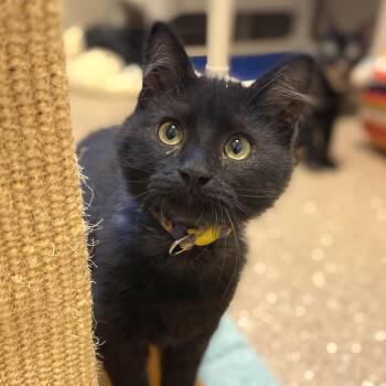 Nebula -  Domestic Medium Hair Cat for Adoption in Sonoma, California - Nebula | PetCurious
