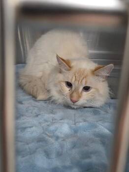 Domestic Long Hair Cats Available for Adoption - Jelly | PetCurious