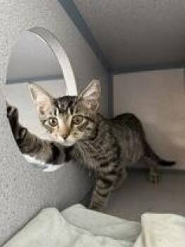 Iris -  Domestic Short Hair Cat Available for Adoption in Eagle, Colorado - Iris | PetCurious