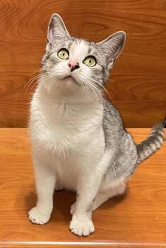 Domestic Short Hair Cats Available for Adoption - Jessey | PetCurious