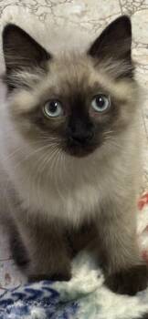 Domestic Medium Hair Cats Available for Adoption in Garden City, Michigan - Hope | PetCurious