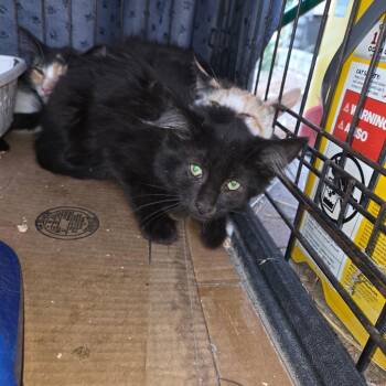 Midnight -  Domestic Short Hair Cat for Adoption in Moses Lake, Washington - Midnight | PetCurious