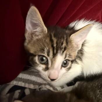 Domestic Short Hair Cats Available for Adoption in Troy, Virginia - Professor Utonium | PetCurious